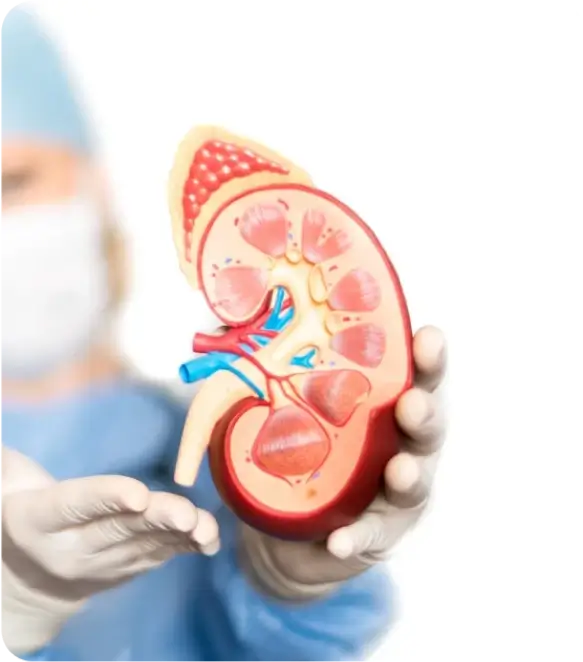Kidney Checkup Package